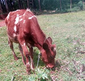 calf